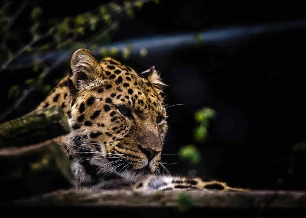 Leopard sightings close gym park in Sopore
