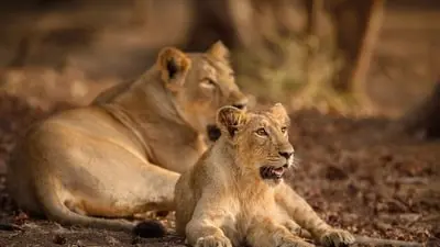 India's Asiatic lion count hits 891 as Nehru Zoo marks World Lion Day