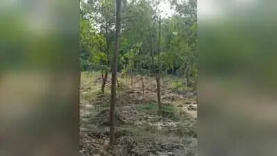Activist challenges Thane tree removal notice, seeks fresh survey