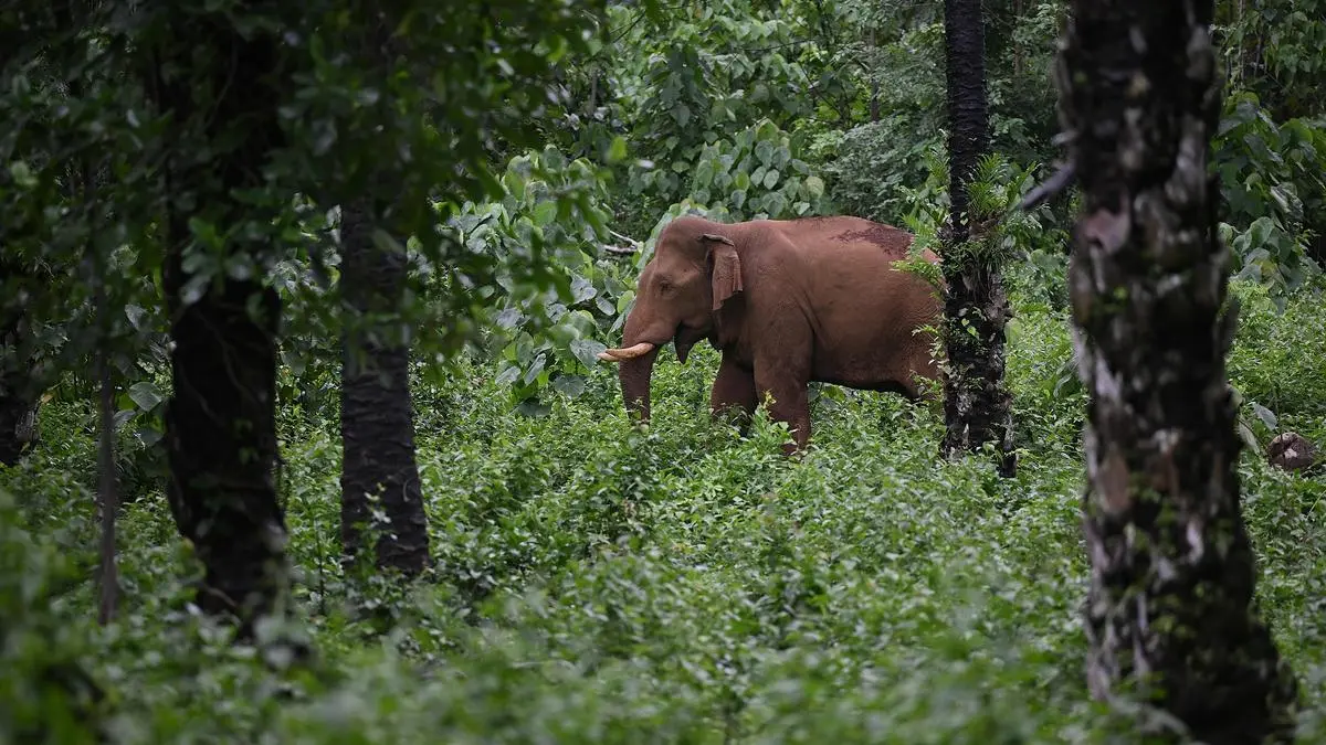 Elephant conservation boosts India's forest carbon storage: study