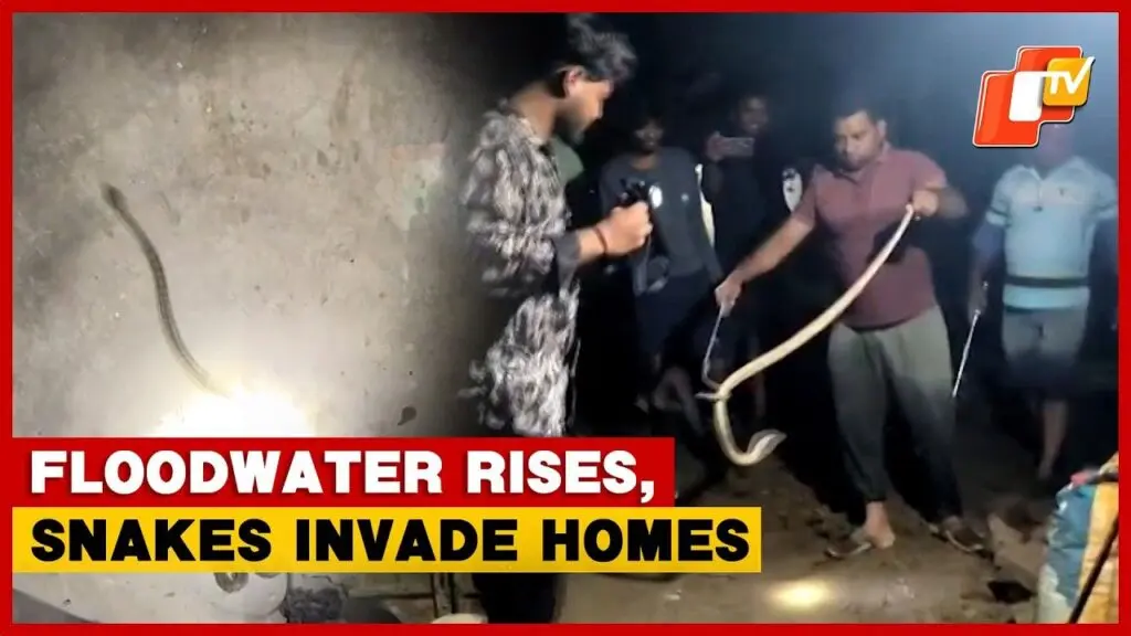 Flood-hit Odisha villages face rising snake threat