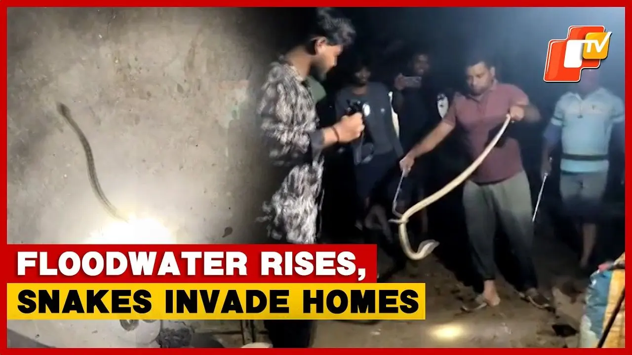 Flood-hit Odisha villages face rising snake threat