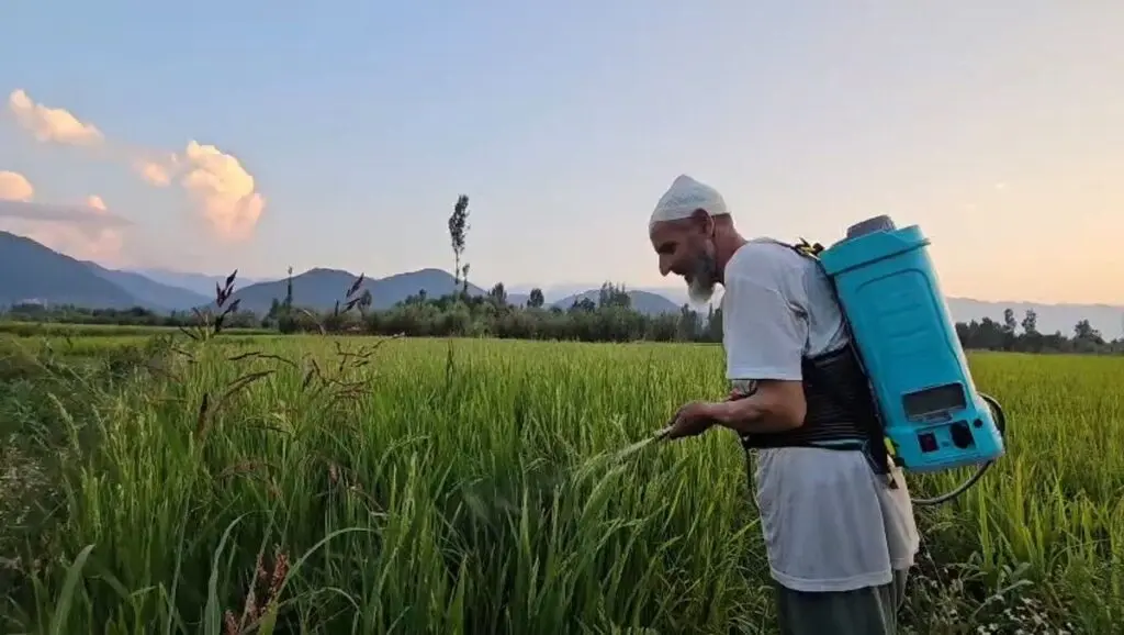 Mushk Budji rice price crashes from ₹25,000 to ₹8,000, farmers