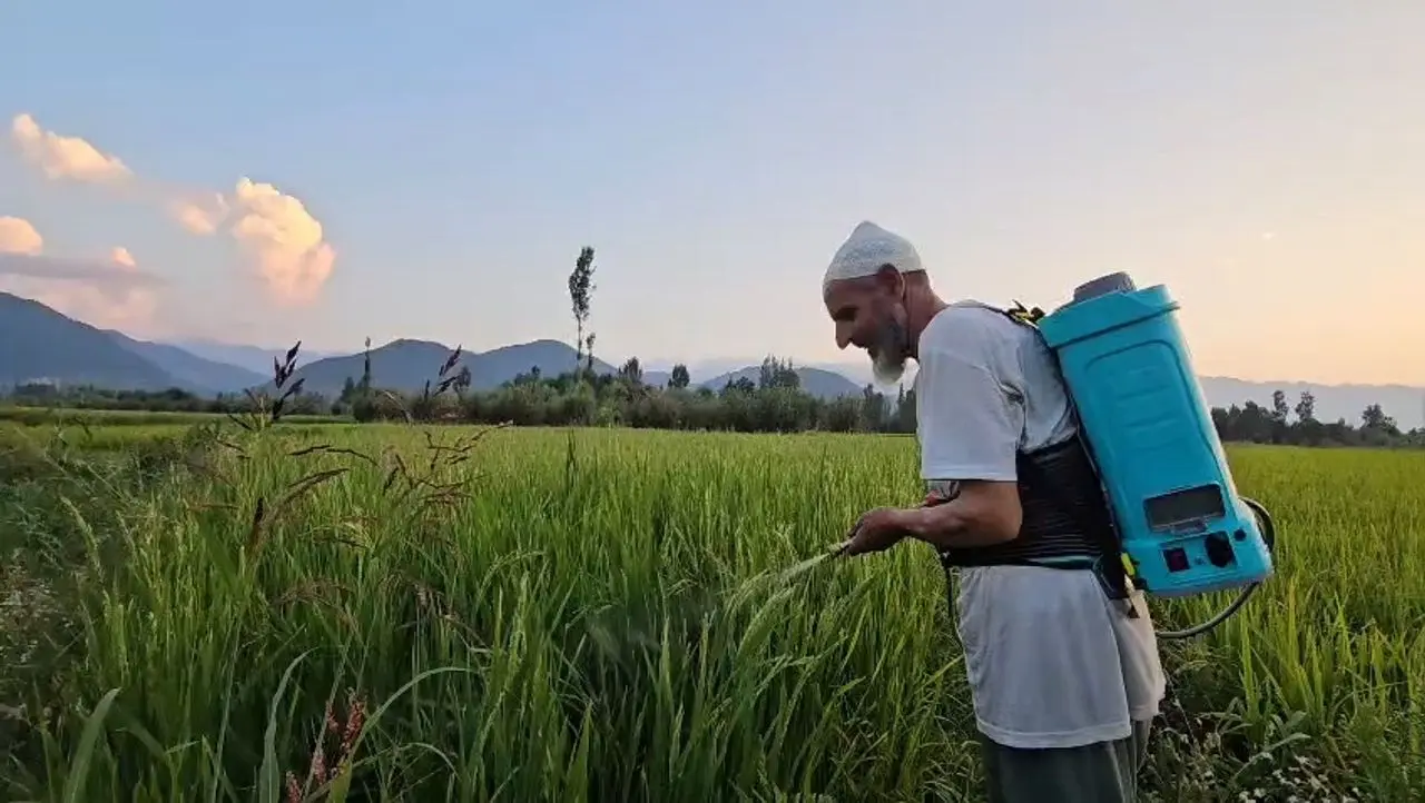Mushk Budji rice price crashes from ₹25,000 to ₹8,000, farmers