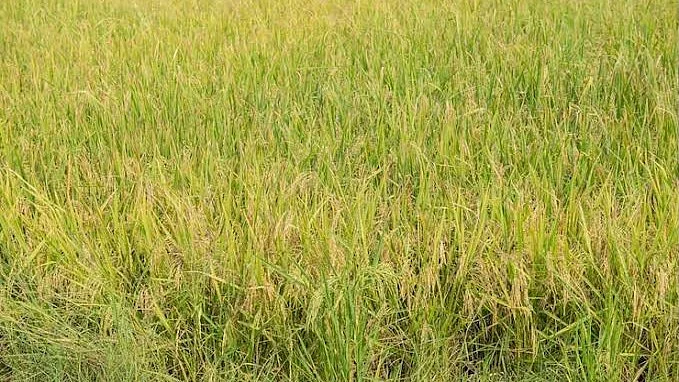 Wild rice weed spreads across 150 acres in TN paddy fields