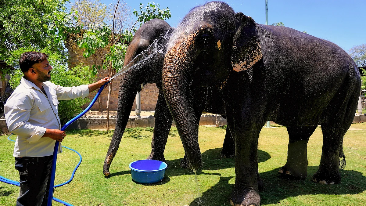 Supreme Court orders national survey of elephant corridor obstructions