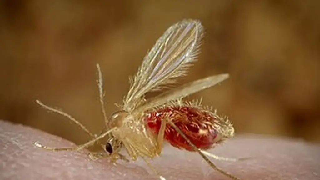 Chandipura virus kills nearly 30 in Gujarat, Mumbai on alert