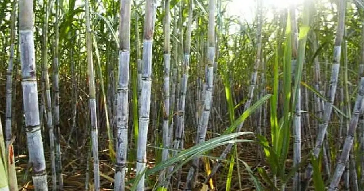 Punjab sugarcane area drops 14,000 hectares, farmers seek Rs 600 SAP