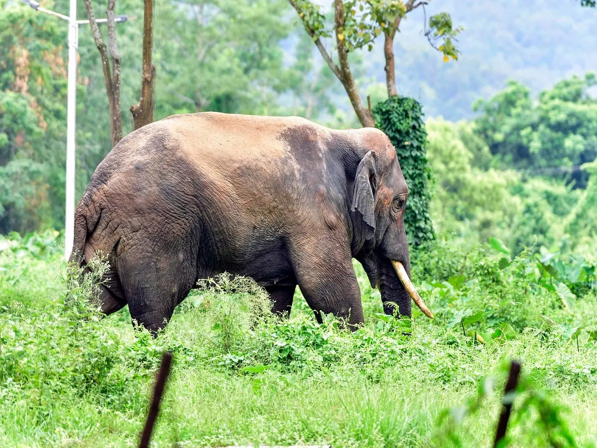 South India gets Rs 999.87 crore plan to manage human-elephant conflict