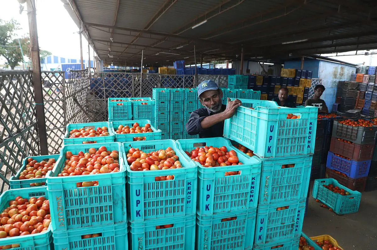Farmers oppose plan to shift Coimbatore tomato market
