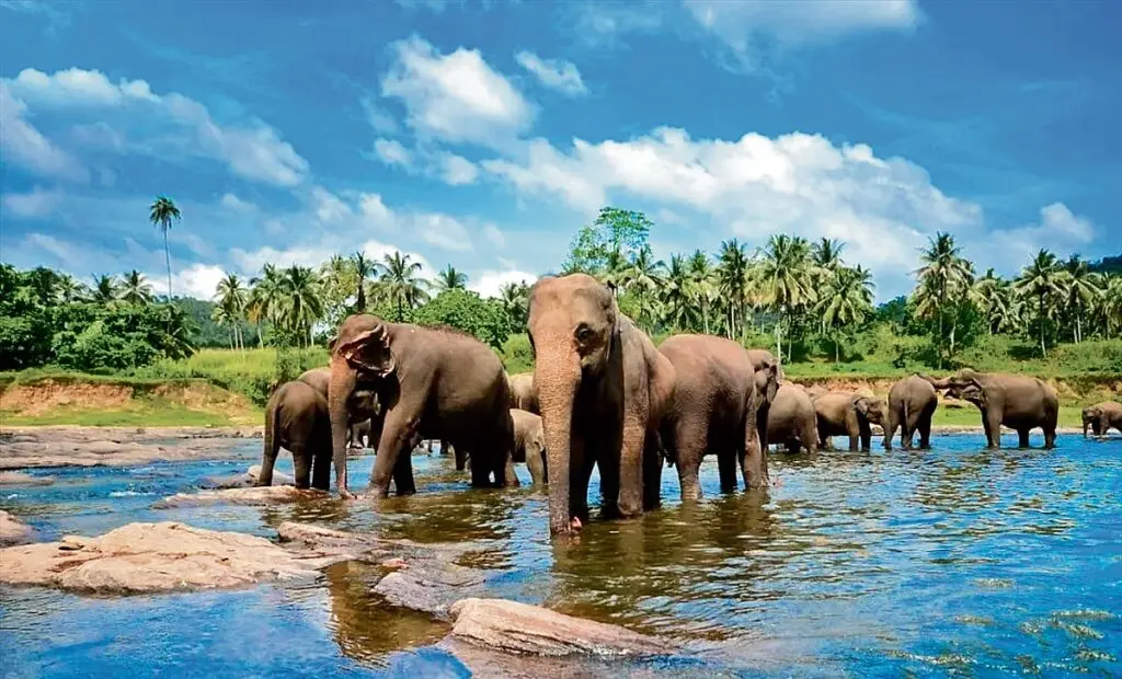 Odisha villages use frog silence to detect approaching elephants