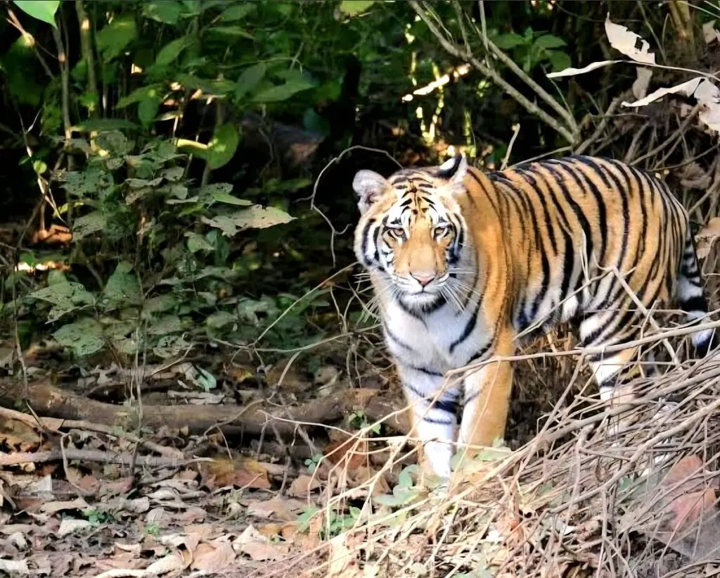 Uttarakhand study logs 2,046 big cat attacks in two decades