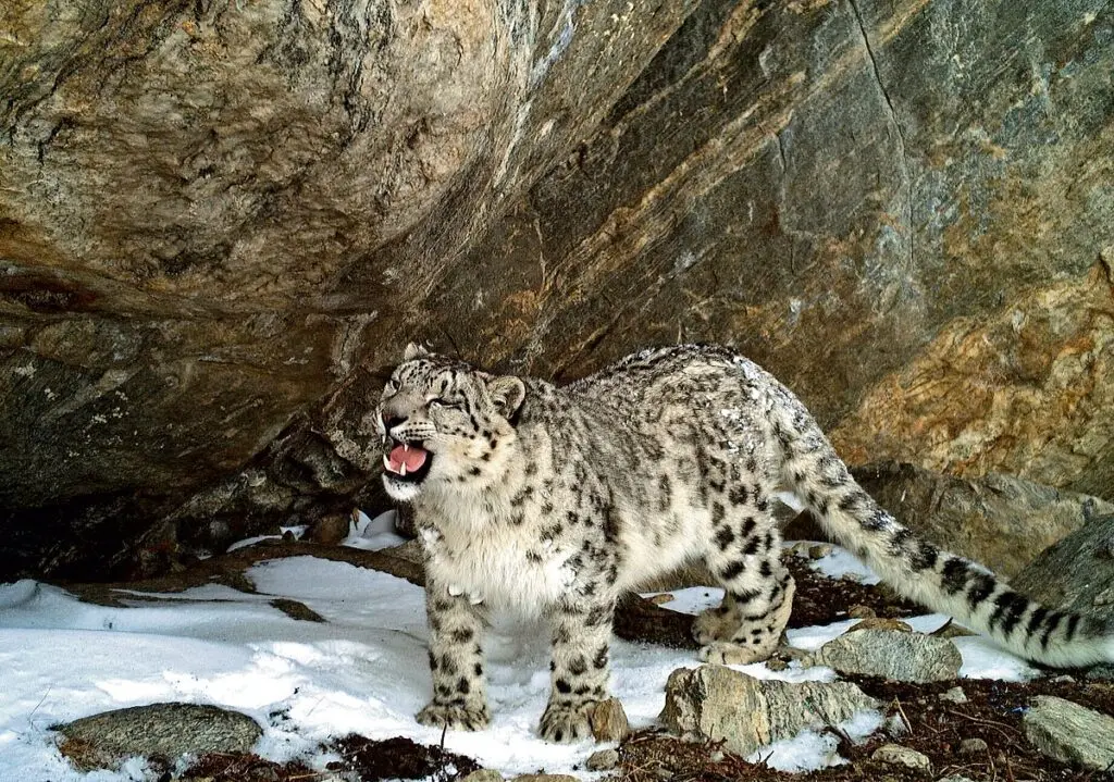21 snow leopards identified in Kishtwar park, breeding confirmed