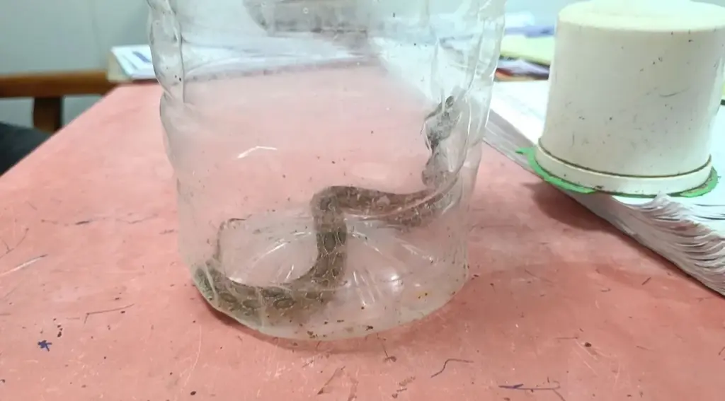 Odisha man carries snake that bit him to hospital