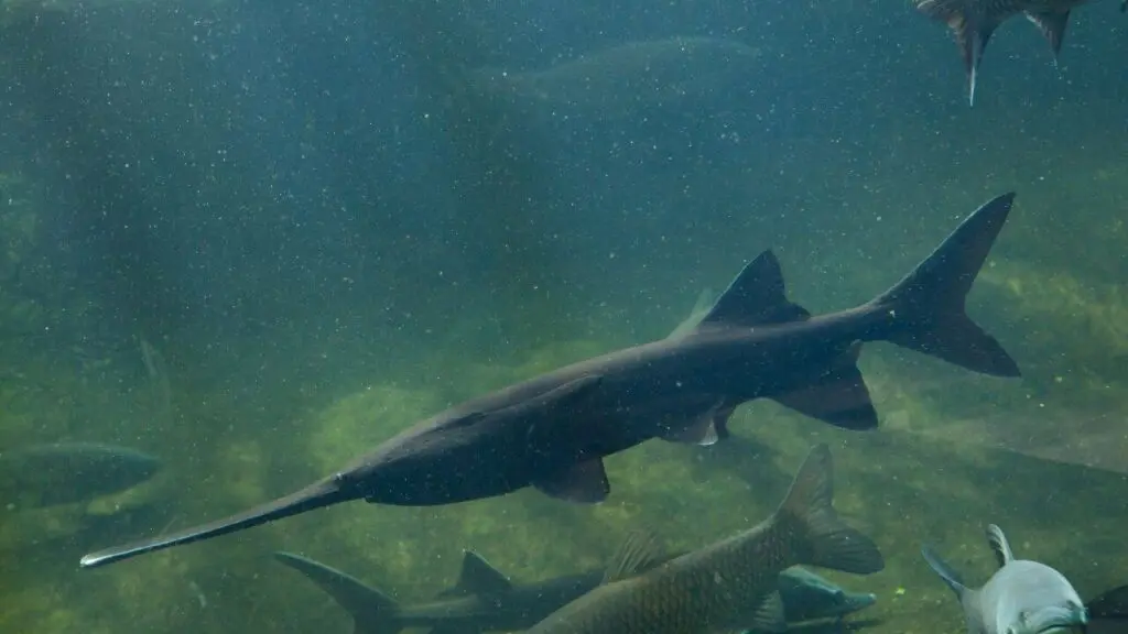 Paddlefish tagged in 2007 caught 18 years later, 11 pounds heavier