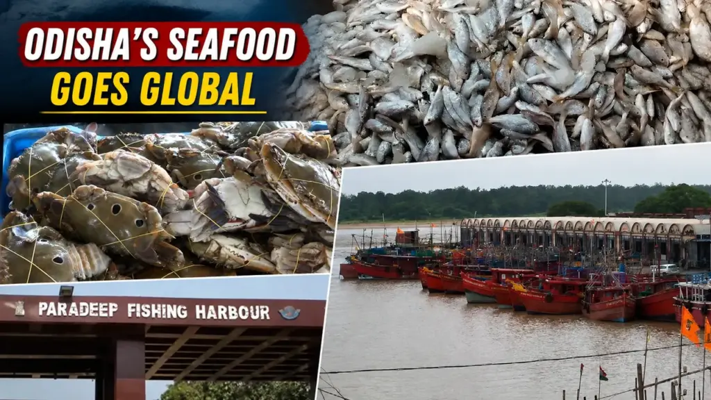 Borei fish exports from Paradip hit 8.5 million kg in 8 years