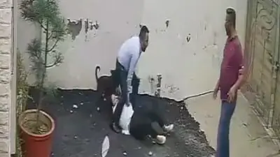 Pitbull attacks couple viewing house in Patiala, wife undergoes surgery