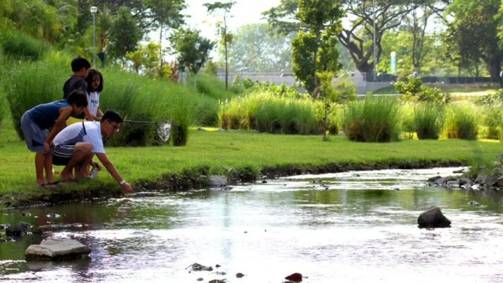 Singapore's canal-to-river project lifts fish biodiversity 30%