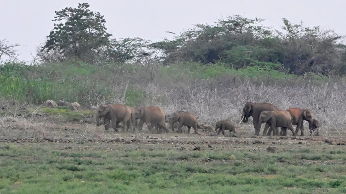 Supreme Court orders nationwide survey of elephant corridors