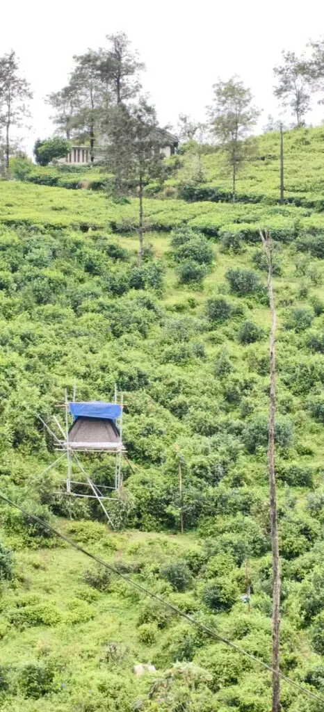 Operation to capture tiger in Arankal intensified