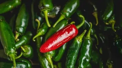 US Salmonella outbreak from jalapeños sickens 345 across 27 states