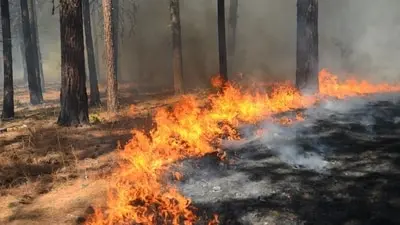 Tasha Fire forces evacuations in Santa Clarita, California