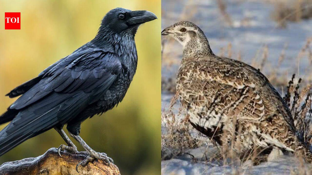 Oiling raven eggs lifts sage-grouse nesting success, study finds