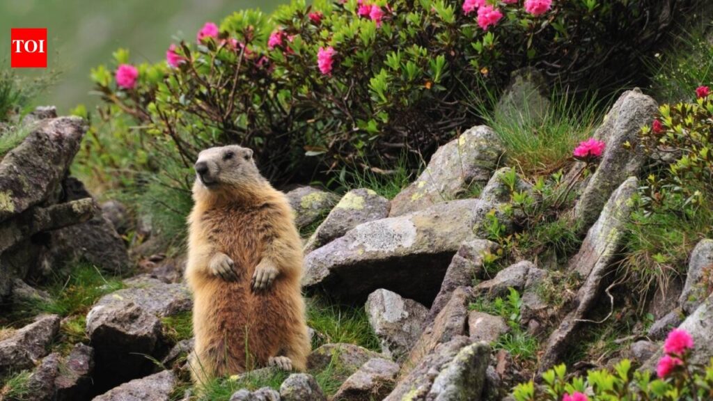 Colorado Marmot Study Raises Funds Through Family-Friendly OnlyFans Videos