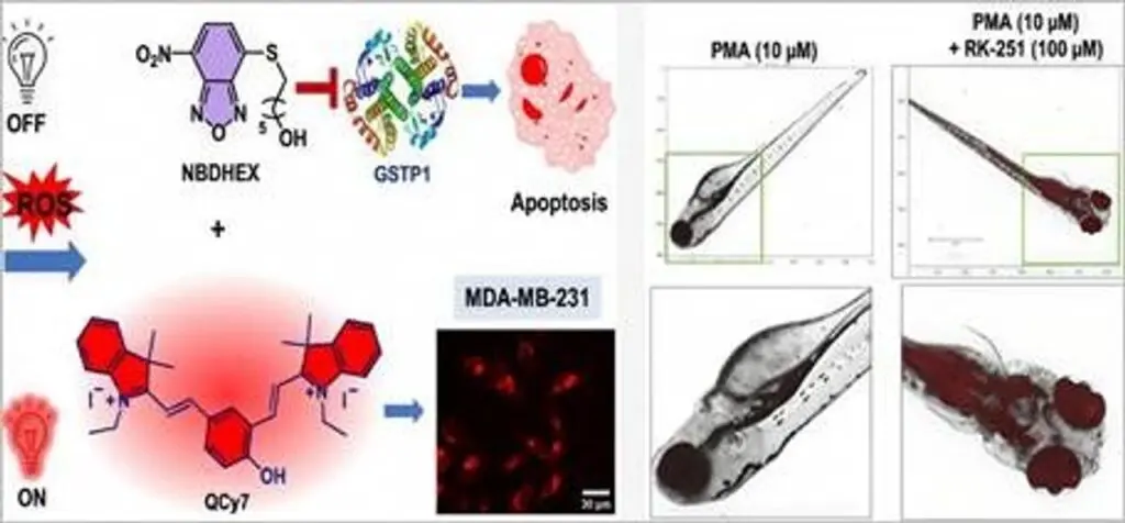 New smart cancer drug RK-251 targets only cancer cells