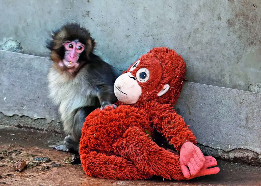 Punch the orphaned baby monkey turns one, gets new home