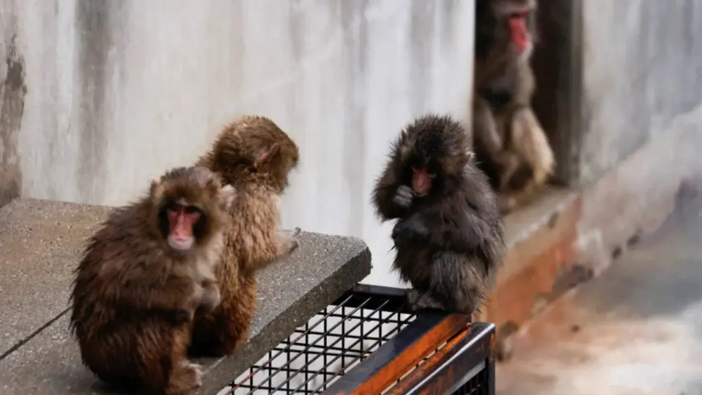 Punch the orphaned baby monkey turns one, gets new home