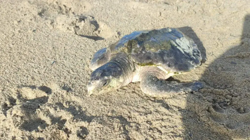 Rare turtle rescued in Wales to fly 5,000 miles to Mexico
