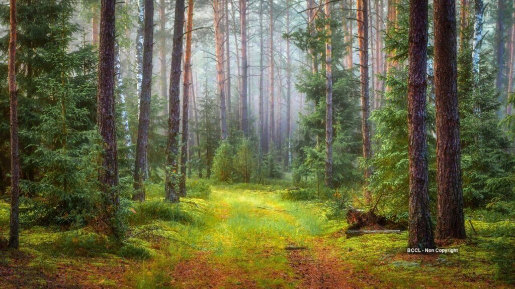 Europe’s Forest Biomass Loss Rises 46% Since 2018