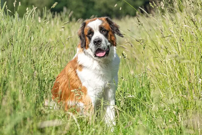 Seven dog breeds facing severe heat risks in Indian summers