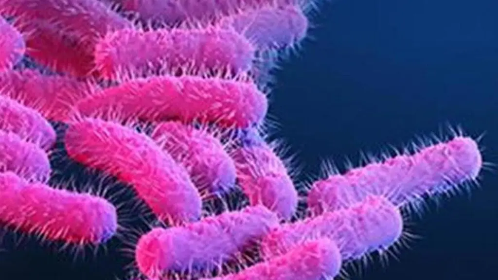 Shigellosis resurfaces in Kerala, 3-year-old hospitalised