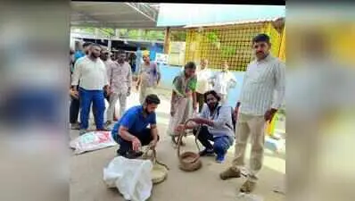 Seven snakes rescued from snake charmers ahead of Nagapanchami