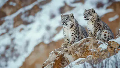 Ladakh plan for snow leopard safaris draws conservationist warnings