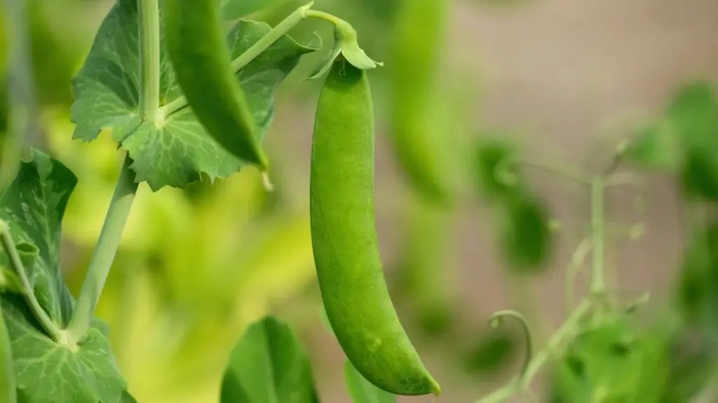 Indian scientists break gene-editing barrier in peas for better crops