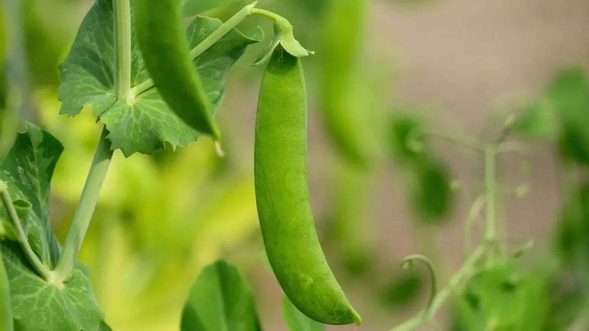 Indian scientists break gene-editing barrier in peas for better crops