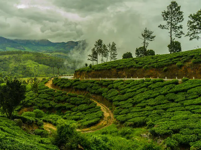 ITA seeks Rs 113 crore annual package for Darjeeling tea revival