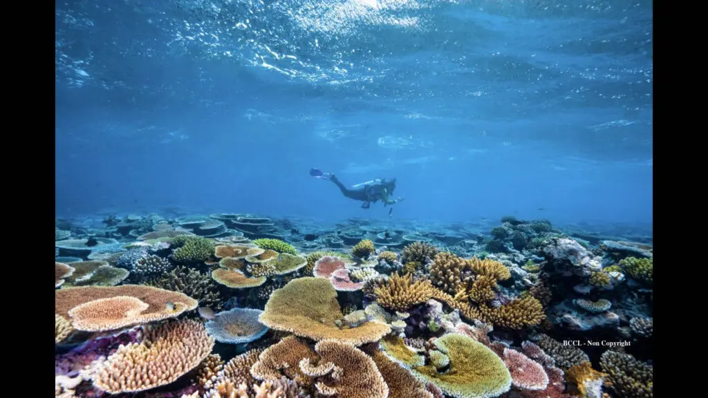 Great Barrier Reef coral cover rises to 35.1% after bleaching