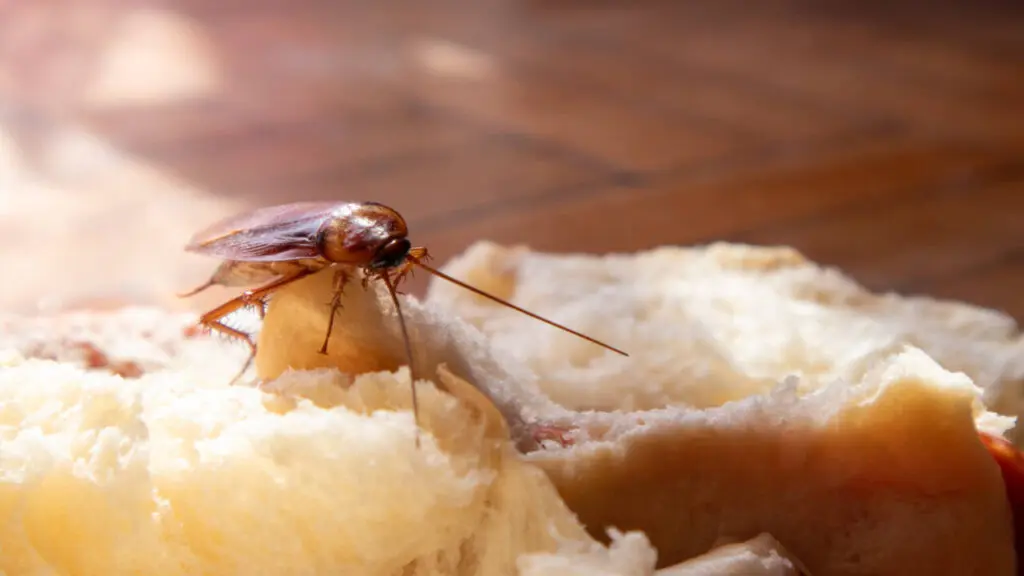 Why cockroach traps fail: newborns learn colony smell from faeces