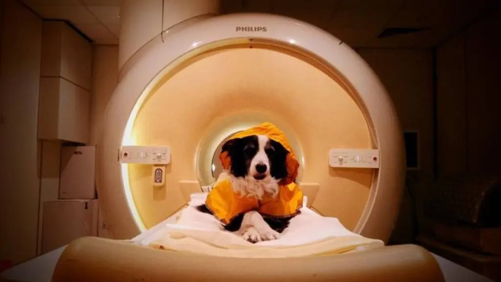 Dogs can distinguish human emotions, brain scans confirm