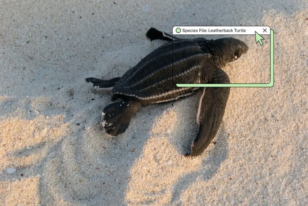 Great Nicobar port project threatens leatherback turtle nesting site