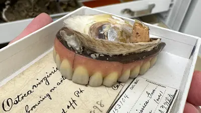 Oyster-covered dentures from 1898 show Chesapeake Bay's 99% loss