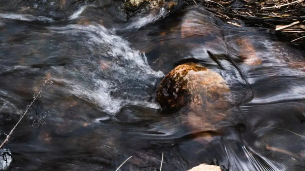 Massachusetts cranberry farm restored to wetland, fish return