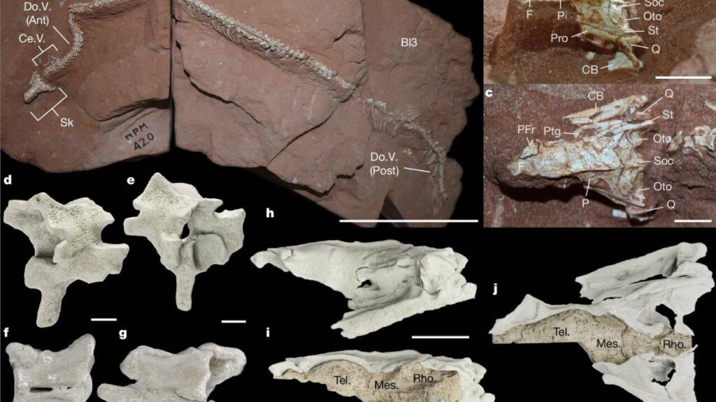 Brazil fossil shows ancient snakes occupied land, water and underground