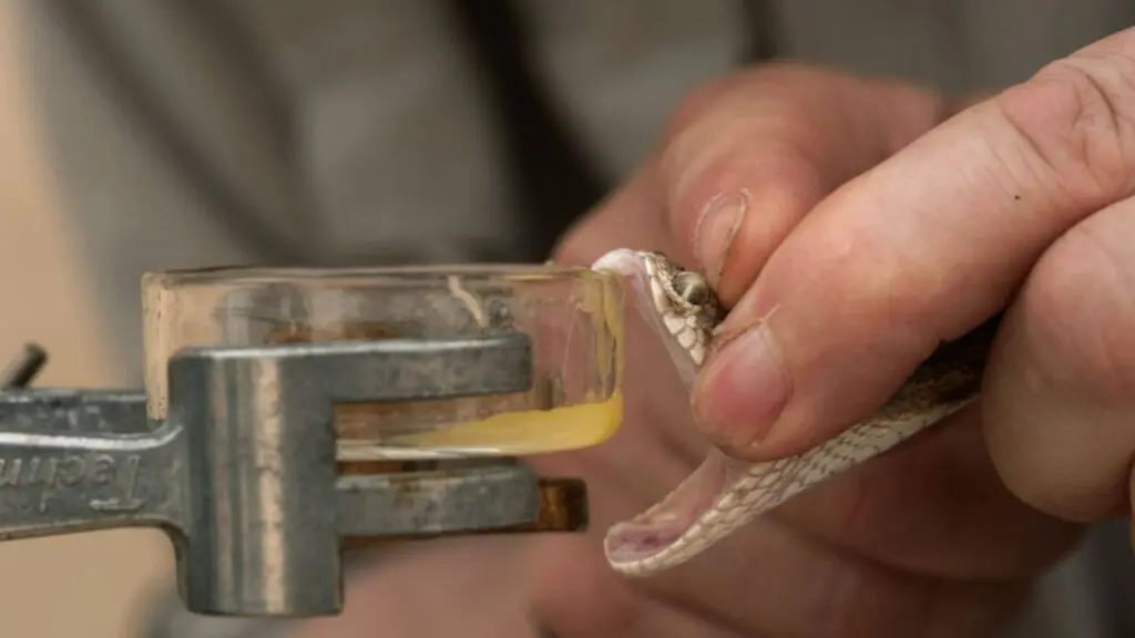 Horse blood remains key to making snake venom antivenom