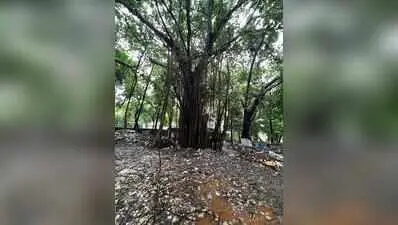 Carmichael Rd residents fight to save heritage banyan tree