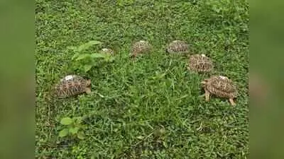 216 Indian Star Tortoises released in Tadoba Tiger Reserve